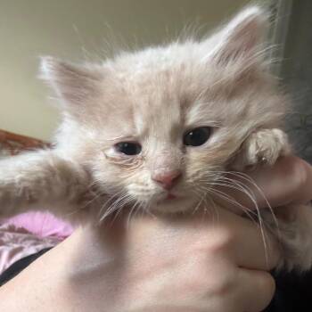 Parmesan -  Domestic Long Hair Cat for Adoption in Winchester, Virginia - Parmesan | PetCurious