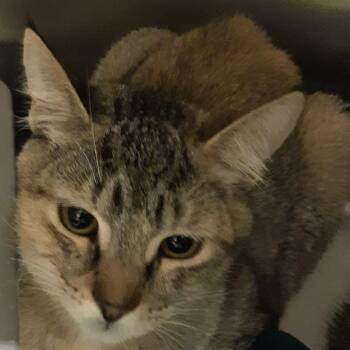 Cheerio -  Domestic Short Hair Cat for Adoption in Spokane, Washington - Cheerio | PetCurious