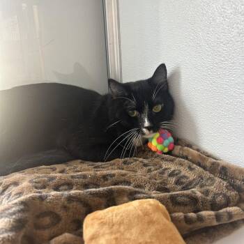 Choo Choo -  Domestic Short Hair Cat for Adoption in Binghamton, New York - Choo Choo | PetCurious