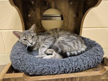 Strawberry Shortcake -  Domestic Short Hair Cat for Adoption in Schertz, Texas - Strawberry Shortcake | PetCurious