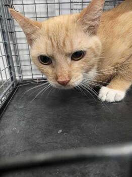 Domestic Short Hair Cats Available for Adoption in Sevierville, Tennessee - Fuego | PetCurious