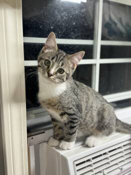 Newt -  Domestic Short Hair Cat for Adoption in Tyrone, Pennsylvania - Newt | PetCurious