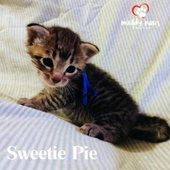 Rescue Domestic Short Hair Cats for Adoption in Council Bluffs, Iowa - Pumpy-Umpy-Umpkin Litter: Sweetie Pie | PetCurious