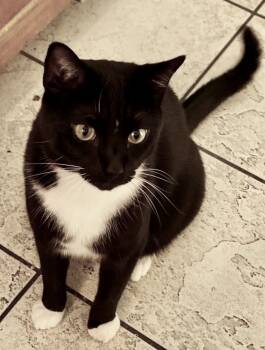 Rescue Domestic Short Hair Cats for Adoption in Philadelphia, Pennsylvania - Oreo | PetCurious