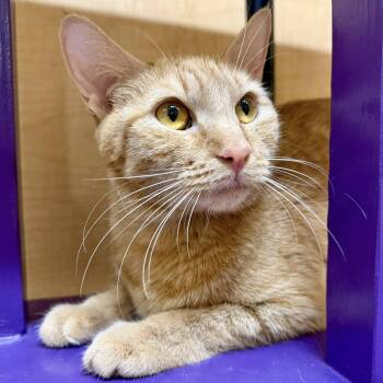 Domestic Short Hair Cats Available for Adoption in San Tan Valley, Arizona - Orange Blossom | PetCurious