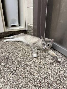 Barnaby -  Domestic Short Hair Cat for Adoption in Westland, Michigan - Barnaby | PetCurious
