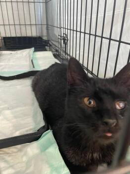 Gallah -  Domestic Short Hair Cat for Adoption in Tulsa, Oklahoma - Gallah | PetCurious