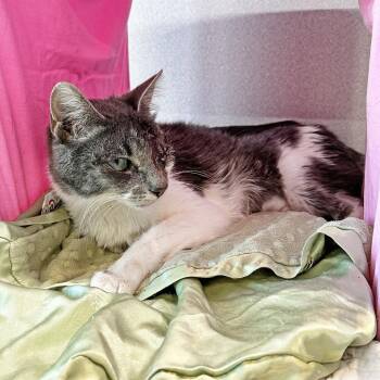 Ingrid -  Domestic Short Hair Cat for Adoption in Hailey, Idaho - Ingrid | PetCurious