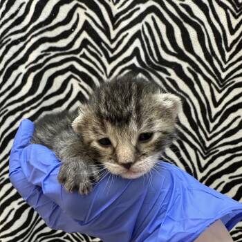 Linear -  Domestic Short Hair Cat for Adoption in Salt Lake City, Utah - Linear | PetCurious