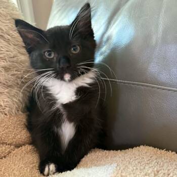 Fuzzy -  Domestic Medium Hair and Tuxedo Cat for Adoption in Antioch, California - Fuzzy | PetCurious