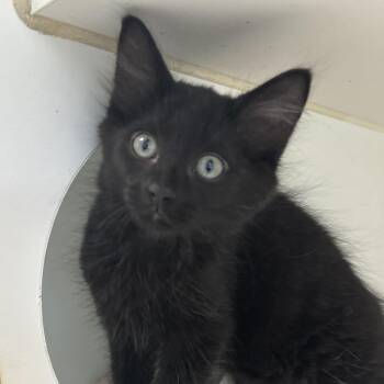 Bobby -  Domestic Medium Hair Cat for Adoption in Naperville, Illinois - Bobby | PetCurious