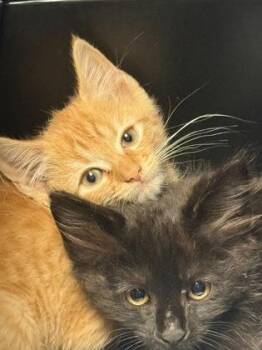 Liberty -  Domestic Short Hair Cat for Adoption in Lawrenceville, Georgia - Liberty | PetCurious