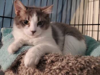 Rescue Domestic Long Hair Cats for Adoption in Wasilla, Alaska - Havoc | PetCurious