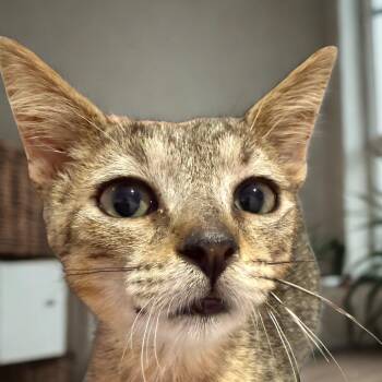 Hanson -  Domestic Short Hair Cat for Adoption in NEW PT RICHEY, Florida - Hanson | PetCurious