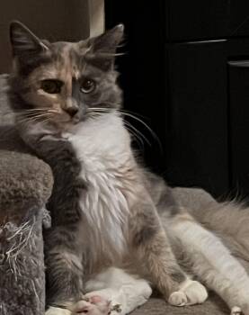 Jolene -  Calico Cat for Adoption in Charlotte, North Carolina - Jolene | PetCurious