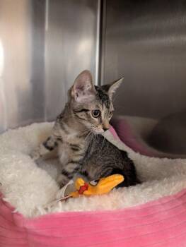 Tipsy -  Domestic Short Hair Cat for Adoption in Tucson, Arizona - Tipsy | PetCurious