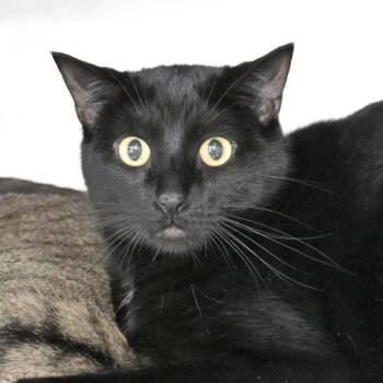 Domestic Short Hair Cats Available for Adoption - Cillian | PetCurious