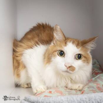 Machli -  Domestic Long Hair Cat for Adoption in Maryville, Tennessee - Machli | PetCurious