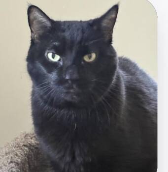 Vader (declawed) -  Domestic Short Hair Cat for Adoption in Warrington, Pennsylvania - Vader (declawed) | PetCurious