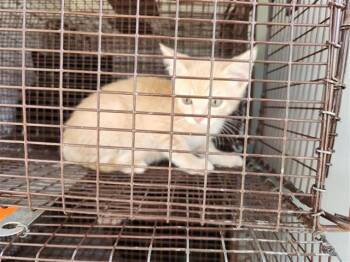 A656624 -  Domestic Short Hair Cat for Adoption in Houston, Texas - A656624 | PetCurious