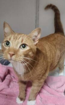 MAC -  Domestic Short Hair and Tabby Cat for Adoption in Lexington, Tennessee - MAC | PetCurious