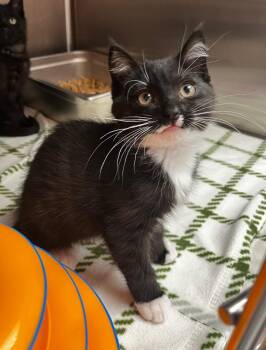 Tourmaline -  Domestic Short Hair Cat for Adoption in Logan, Utah - Tourmaline | PetCurious