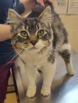 Domestic Short Hair Cats Available for Adoption in Grand Forks, North Dakota - Suki | PetCurious