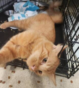 AZAHAR -  Domestic Short Hair Cat for Adoption in Hagerstown, Maryland - AZAHAR | PetCurious