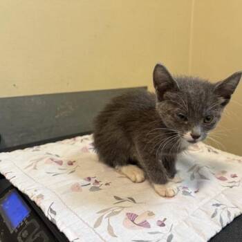 Ginger -  Domestic Short Hair Cat for Adoption in Pasadena, California - Ginger | PetCurious