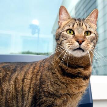 Benjamin KC -  Domestic Short Hair Cat for Adoption in Natick, Massachusetts - Benjamin KC | PetCurious