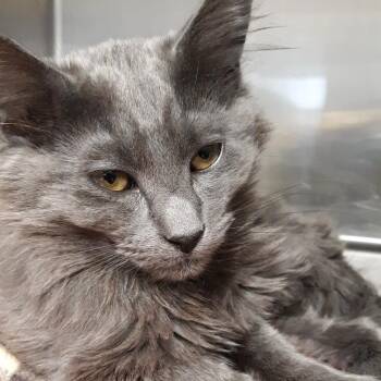 Smokey -  Domestic Medium Hair Cat for Adoption in Spokane, Washington - Smokey | PetCurious