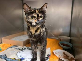 GIDGET -  Domestic Short Hair Cat for Adoption in Fort Wayne, Indiana - GIDGET | PetCurious