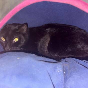 Domestic Short Hair Cats Available for Adoption in Wahiawa, Hawaii - Eggs | PetCurious