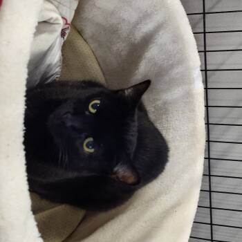 Rescue Domestic Short Hair Cats for Adoption in Hemet, California - Luna | PetCurious