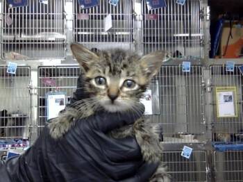 Rescue Domestic Short Hair Cats for Adoption in Pasadena, Texas - OCTAVIA | PetCurious