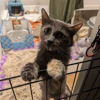 Rescue Domestic Medium Hair Cats for Adoption in Lakewood, Colorado - Abby | PetCurious