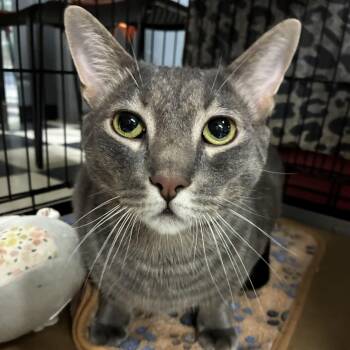 Thor -  Domestic Short Hair Cat for Adoption in Pompton Lakes, New Jersey - Thor | PetCurious