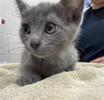 WEEZER -  Domestic Short Hair Cat for Adoption in Peoria, Illinois - WEEZER | PetCurious