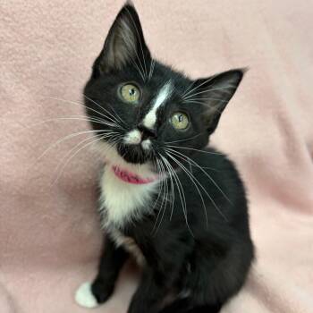 Betty -  Domestic Short Hair Cat for Adoption in West Point, Mississippi - Betty | PetCurious