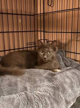 Ashlea Sh. -  Domestic Medium Hair Cat for Adoption in West Peoria, Illinois - Ashlea Sh. | PetCurious
