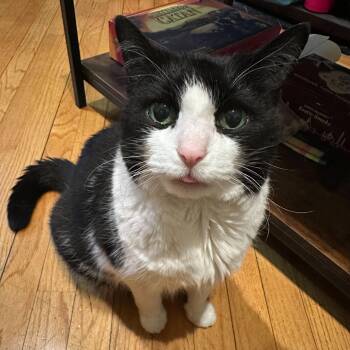 Domestic Medium Hair Cats Available for Adoption - Precious | PetCurious