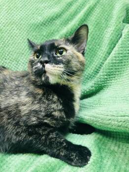 Butters -  Domestic Short Hair Cat Available for Adoption in Alexandria, Minnesota - Butters | PetCurious