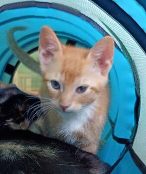 Domestic Short Hair Cats Available for Adoption in Hardeeville, South Carolina - Bob | PetCurious