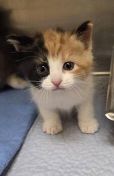 Belinda -  Domestic Short Hair Cat for Adoption in Westland, Michigan - Belinda | PetCurious