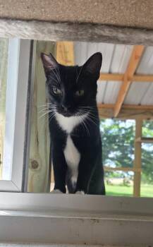 Stubby Sue -  American Bobtail and Domestic Short Hair Cat for Adoption in Miami, Oklahoma - Stubby Sue | PetCurious