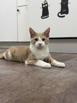 Champion -  Domestic Short Hair Cat for Adoption in Milltown, New Jersey - Champion | PetCurious