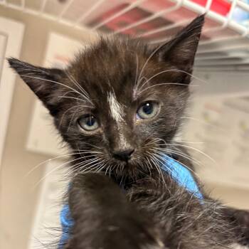 Rescue Domestic Short Hair Cats for Adoption in Yuma, Arizona - Martin | PetCurious