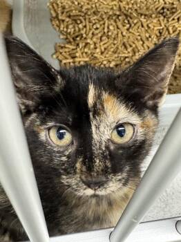 Maeve -  Domestic Short Hair Cat for Adoption in Fort Walton Beach, Florida - Maeve | PetCurious