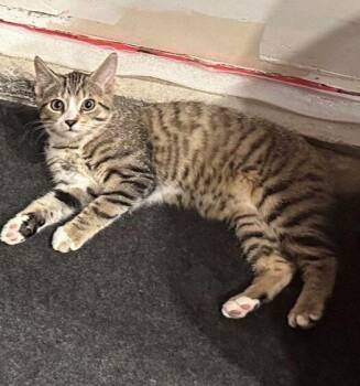 Minnie -  Domestic Short Hair Cat for Adoption in Mississauga, Ontario - Minnie | PetCurious