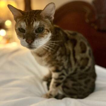 Bengal Cats Available for Adoption in Philadelphia, Pennsylvania - Thunder | PetCurious